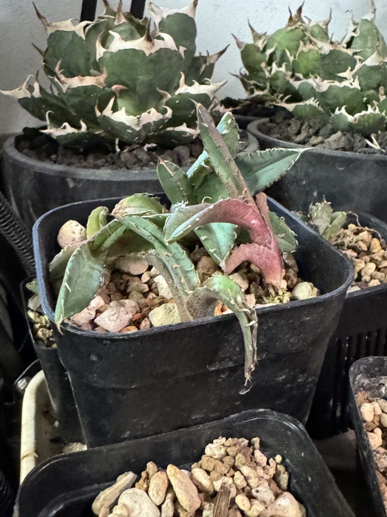 アガベ】チタノタ 姫厳竜 親株から子分け 成長記録と育て方