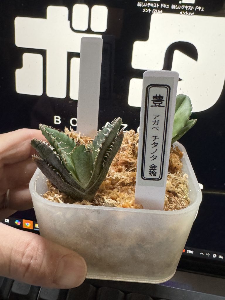 アガベ】金蟾の室内育成！成長記録と育て方【多肉植物/観葉植物