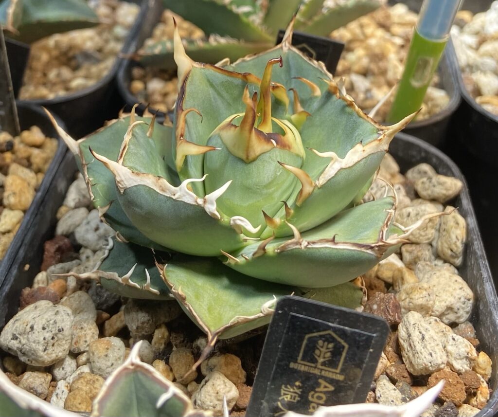 アガベ・チタノタ 毒刺ハデス成長記録① - BAXのきままに実生ブログ