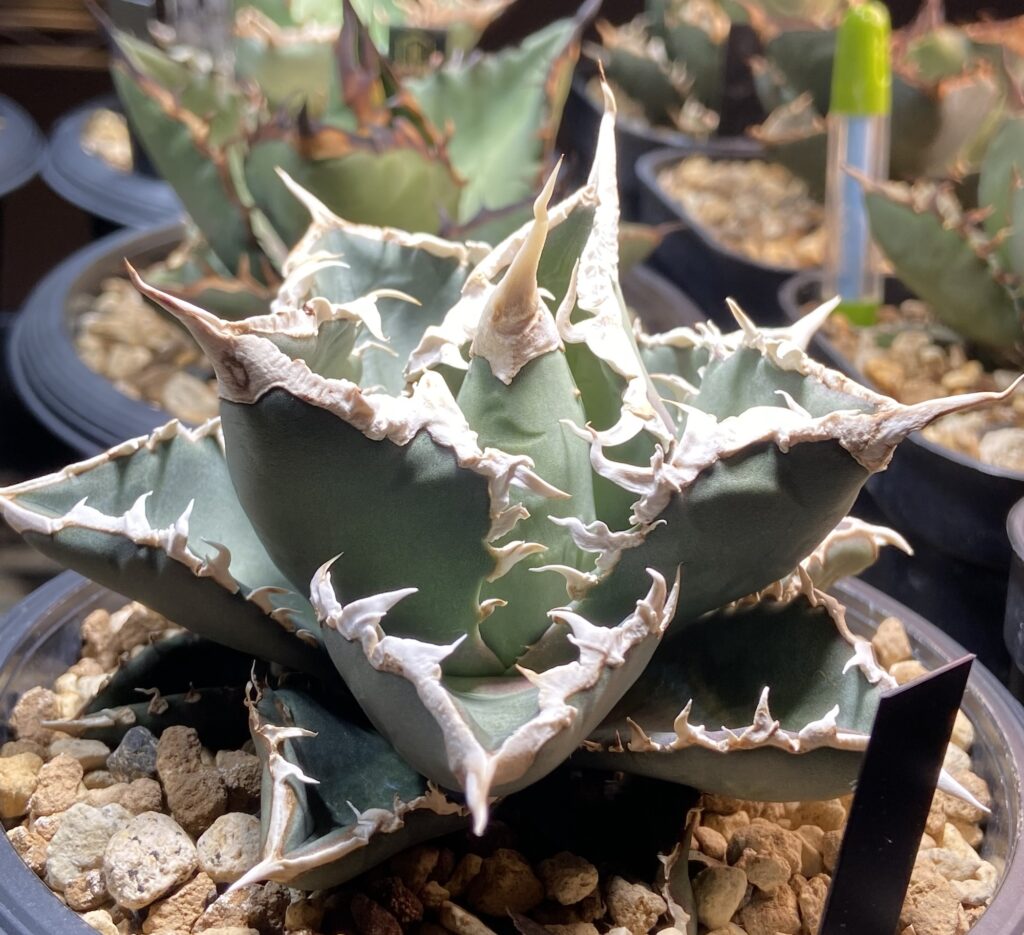 アガベ・チタノタ 狼人成長記録① - BAXのきままに実生ブログ