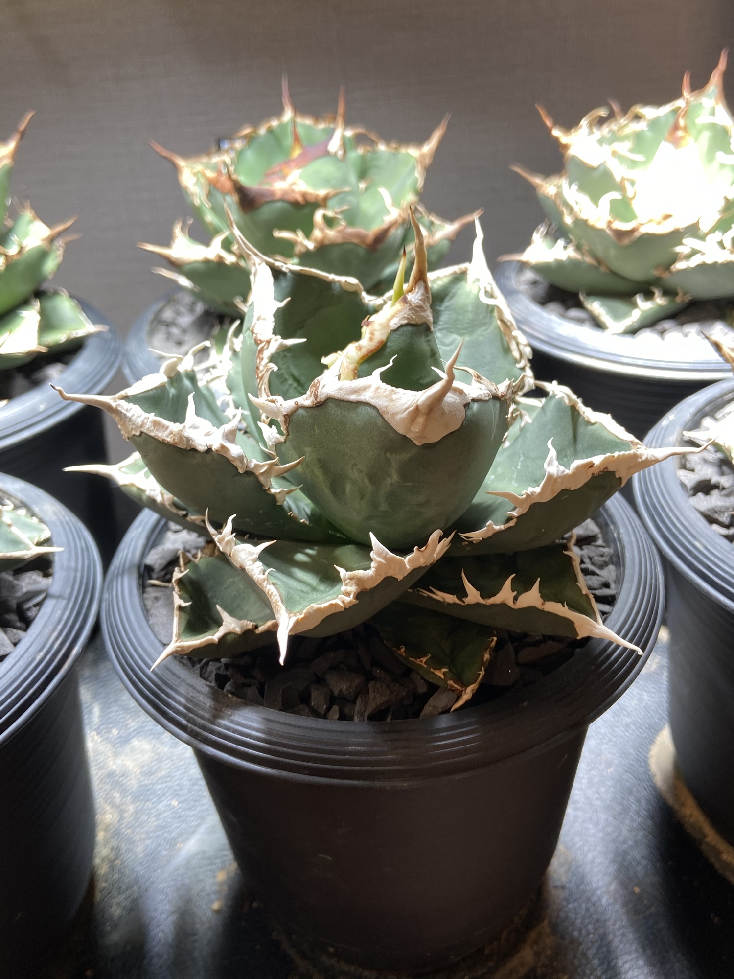 アガベ・チタノタ 狼人成長記録① - BAXのきままに実生ブログ