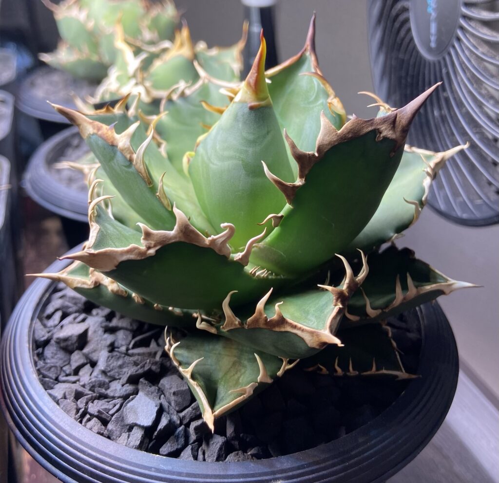 アガベ 赤猫 親株 鉢ごと 【公式通販】