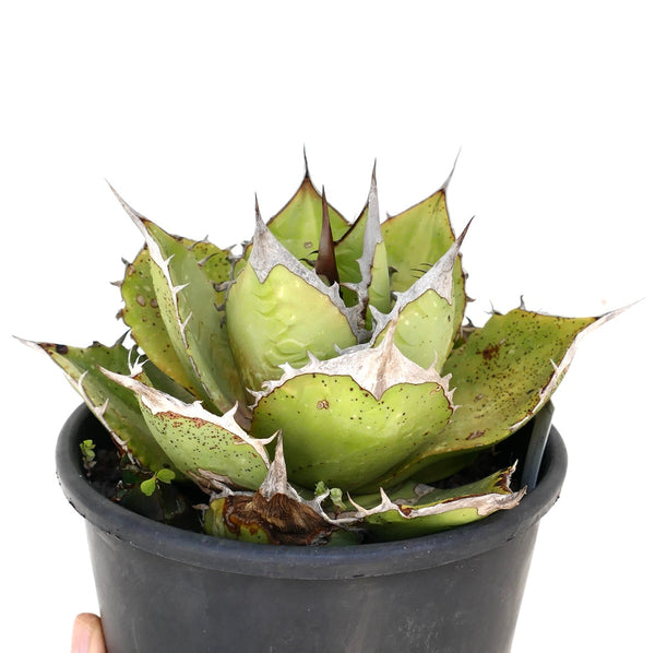 Agaveoteroi_SouthofOaxaca__7_g