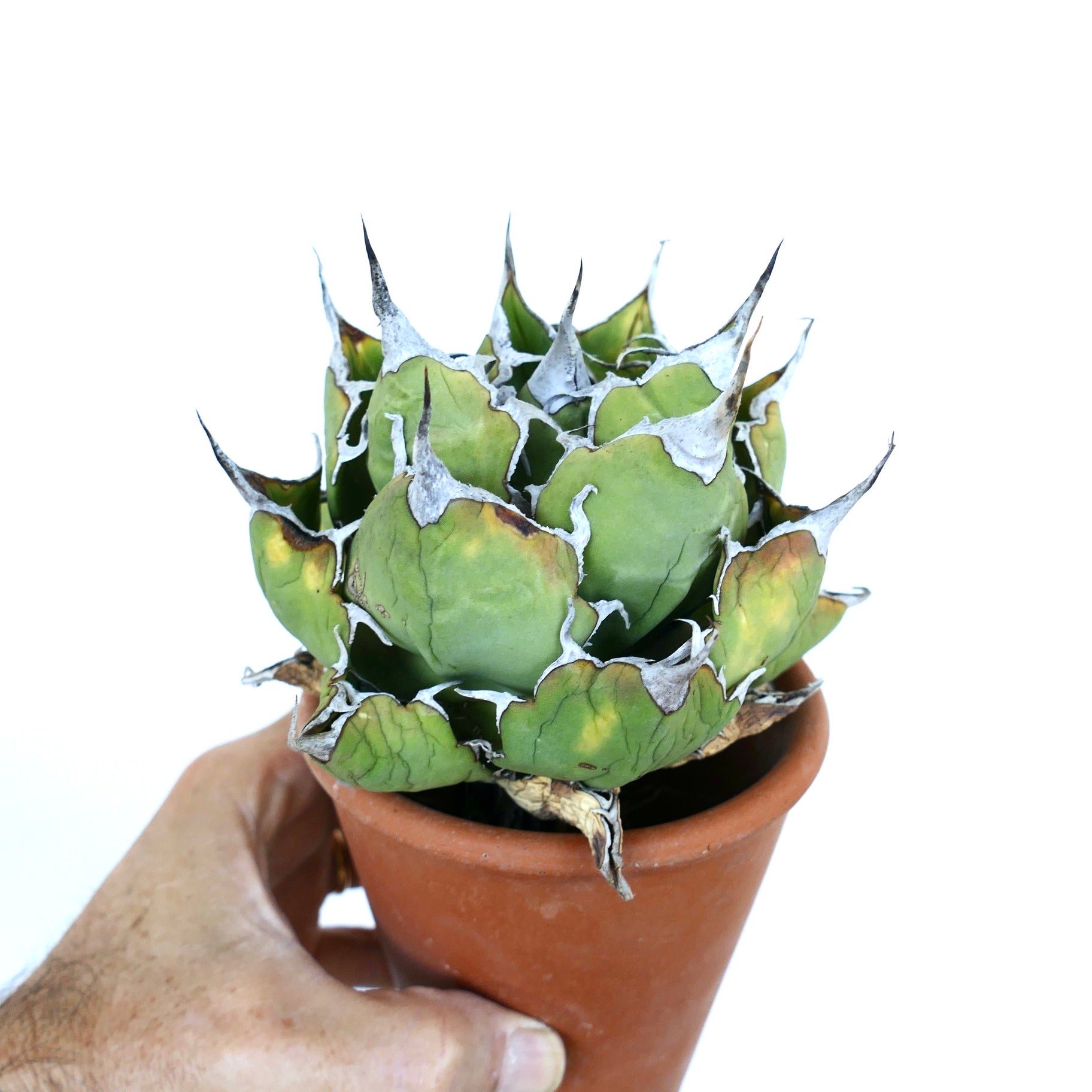 アガベ・オテロイ ワイルド コンパクト | Botanical Archive | 砂漠の美