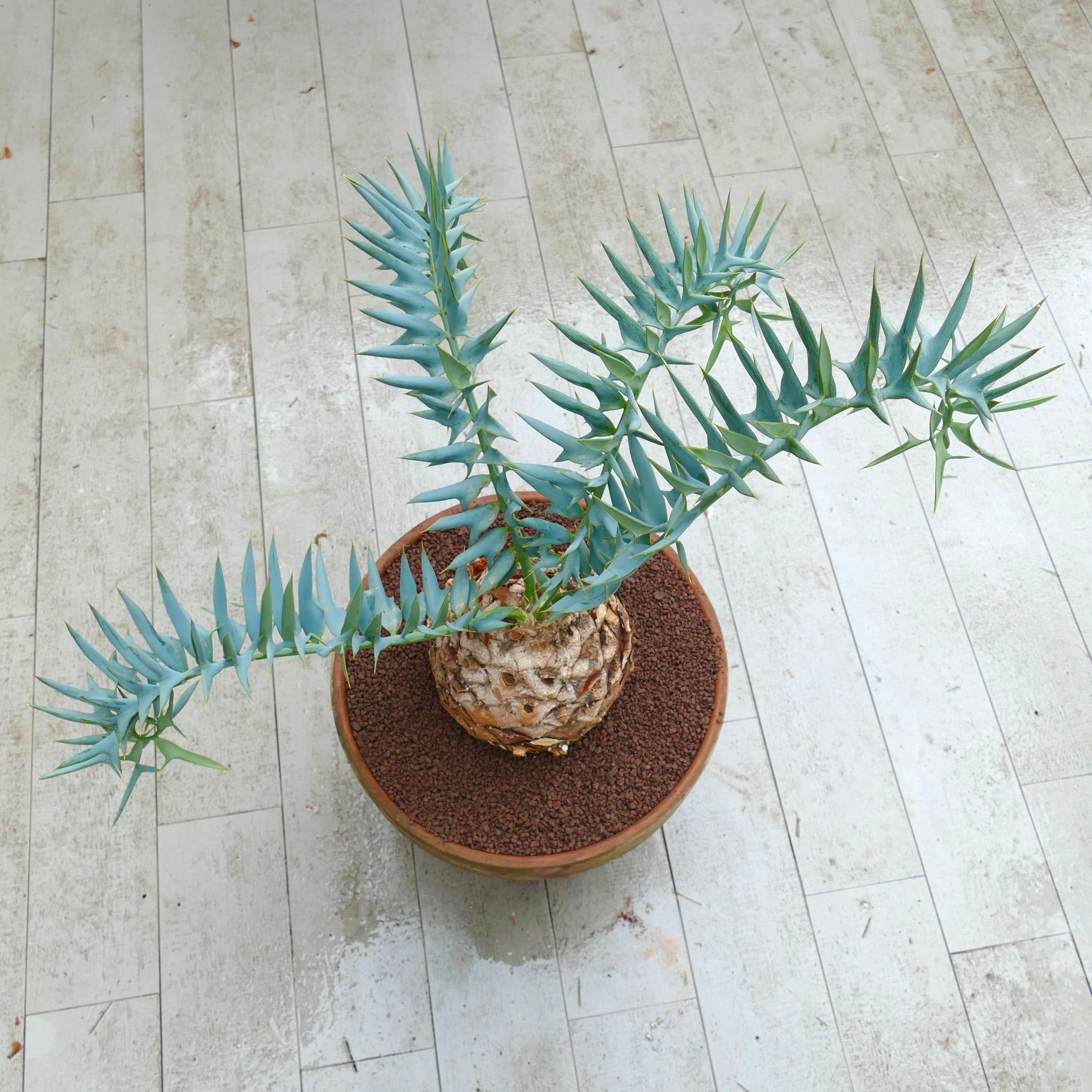 エンセファラルトス・ホリダス | 珍しい青い葉のソテツ | 今すぐ購入 |