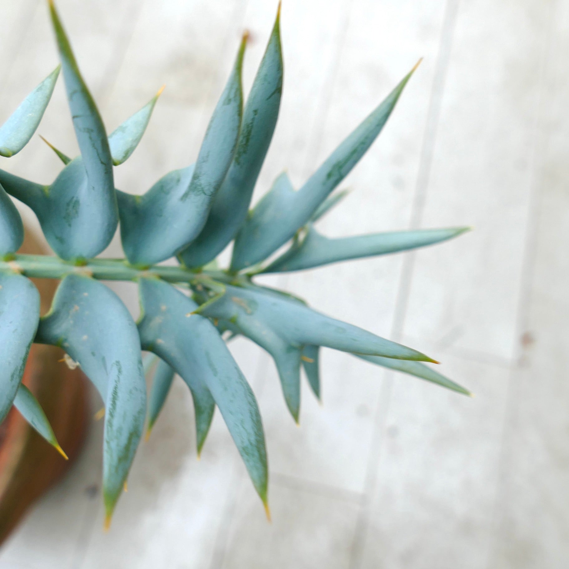 エンセファラルトス・ホリダス | 珍しい青い葉のソテツ | 今すぐ購入 |