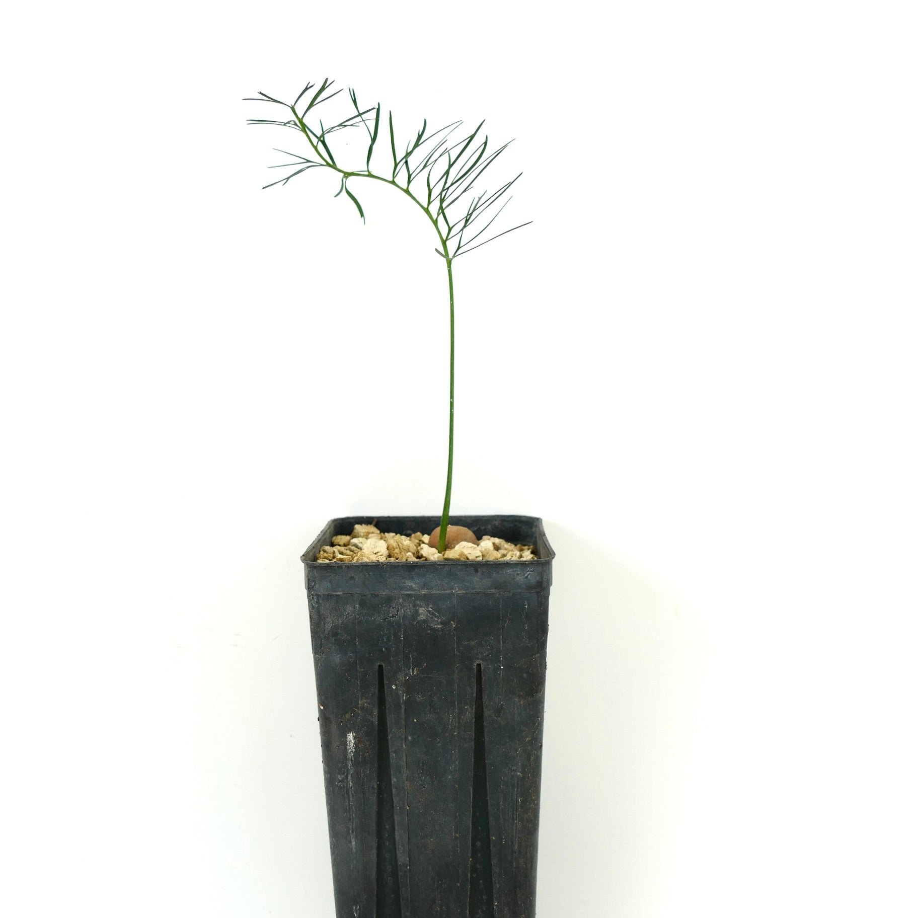 マクロザミア・ステノメラ