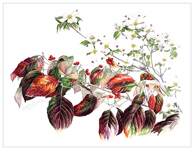 第9回ーハナミズキを描く - Botanical Art Salon