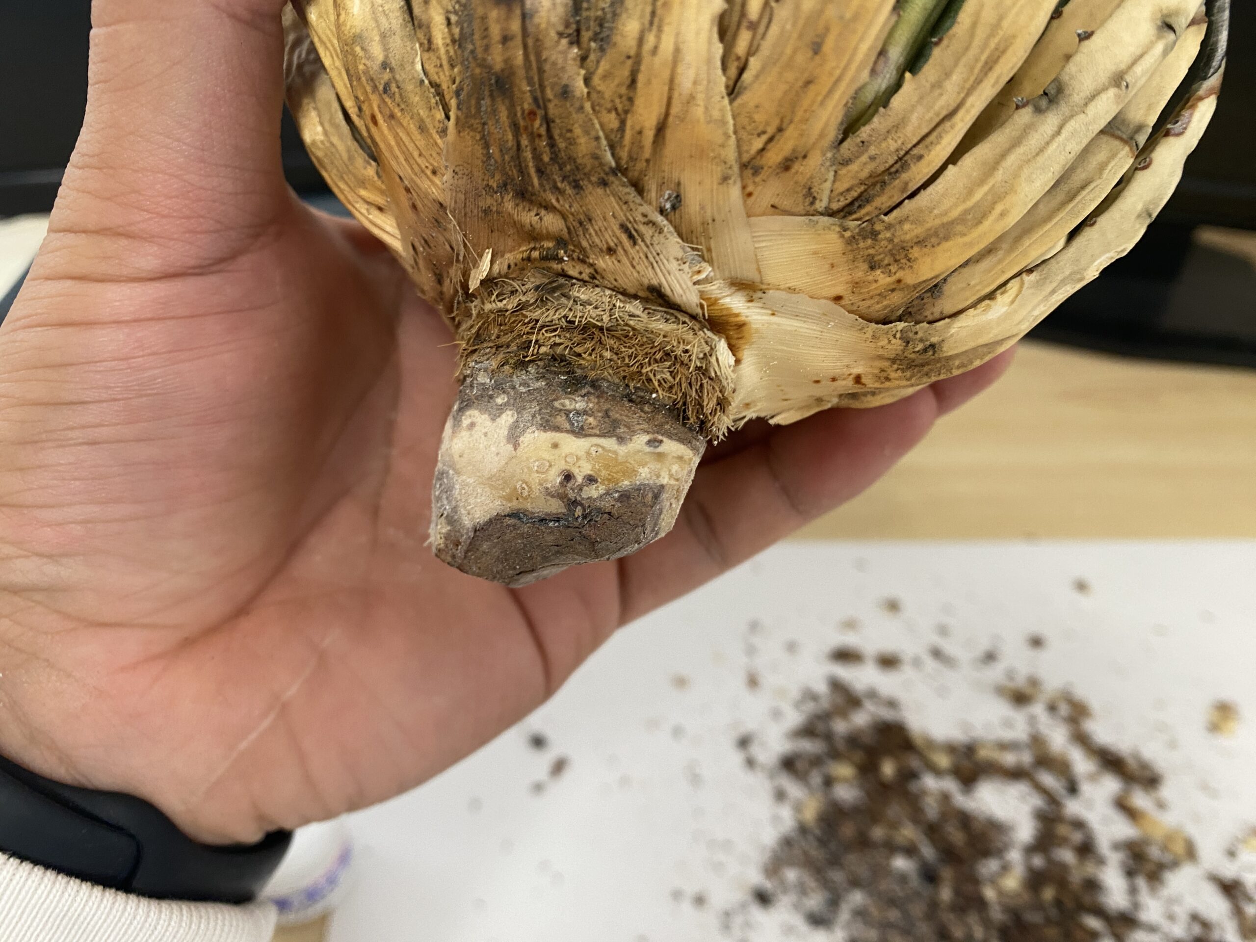 エボリスピナの発根管理レポート | 植物でワクワクを｜BOTANICAL BOX