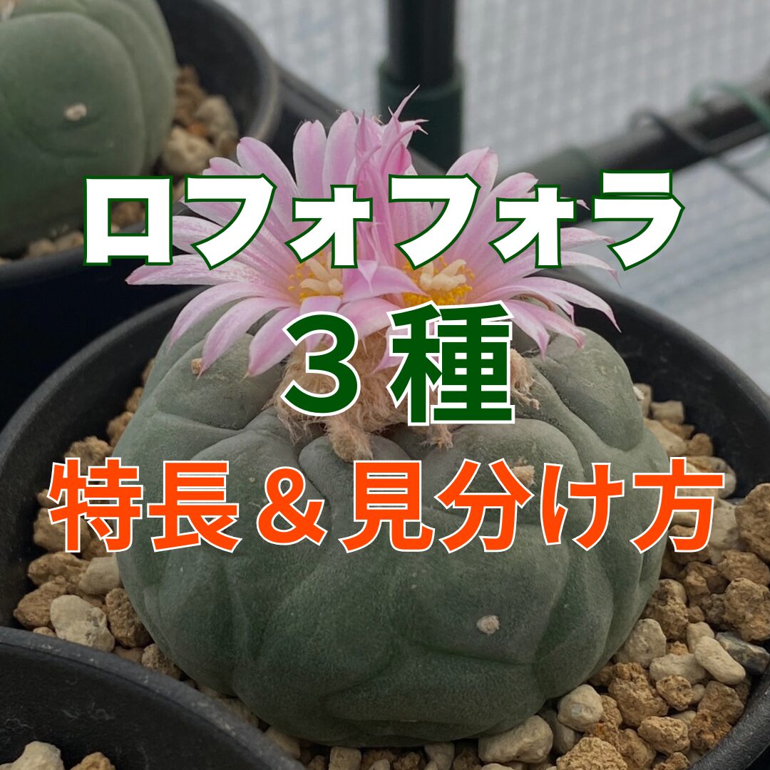 ロフォフォラの代表的な3種｜特徴まとめ | 植物でワクワクを