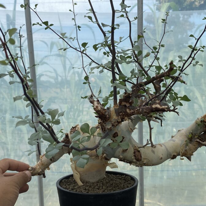 も*ち様 KF20 コミフォラ ピュア カタフ ソマリア 現地株 下処理済み