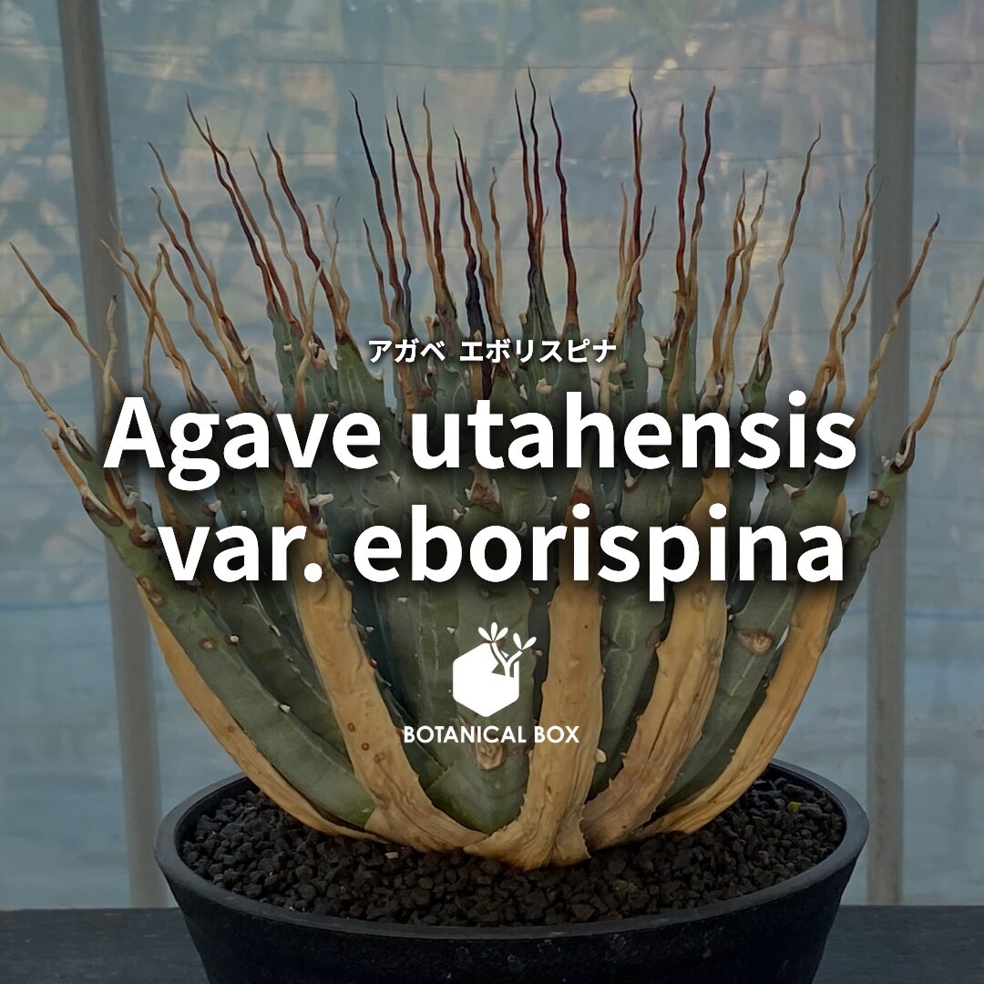 アガベ ユタエンシス 'エボリスピナ' ｜ 時が磨く、鋭さと気品 | 植物