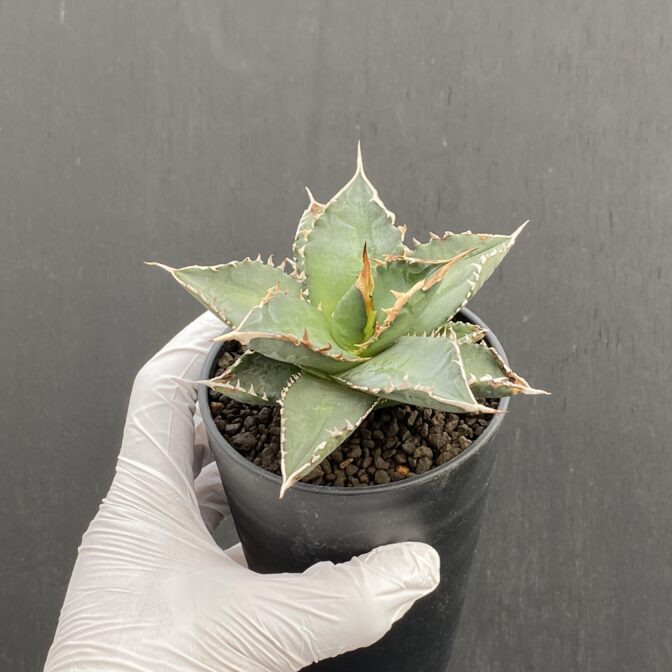 海王① | 植物でワクワクを｜BOTANICAL BOX