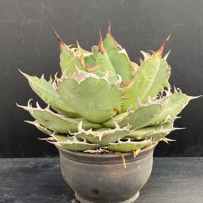 白鯨 | 植物でワクワクを｜BOTANICAL BOX