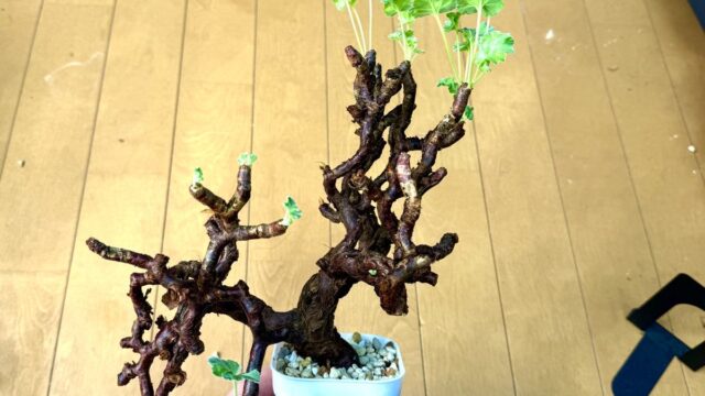 ヤフオク】ペラルゴニウム・ミラビレ【発根チャレンジ】｜BOTANICOA