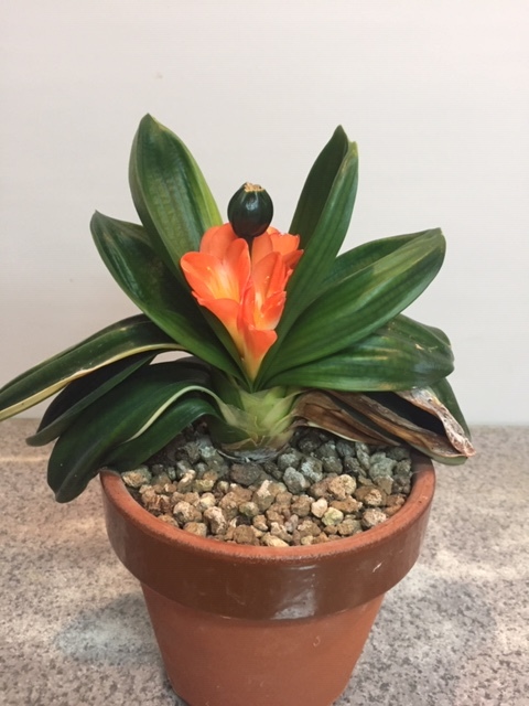 こんな時期にまた、花が咲いてきました！ | タカちゃん＆ヤマちゃんの