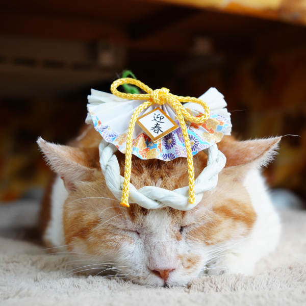 のせ猫 x お正月 2025 New Year cat | かご猫 Blog
