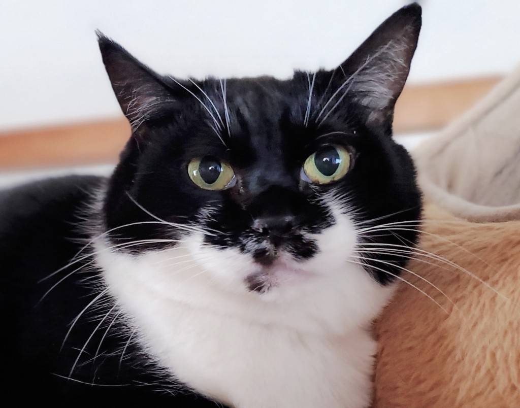 里親募集中：ぐら - しっぽのなかま上越 里親募集中リスト