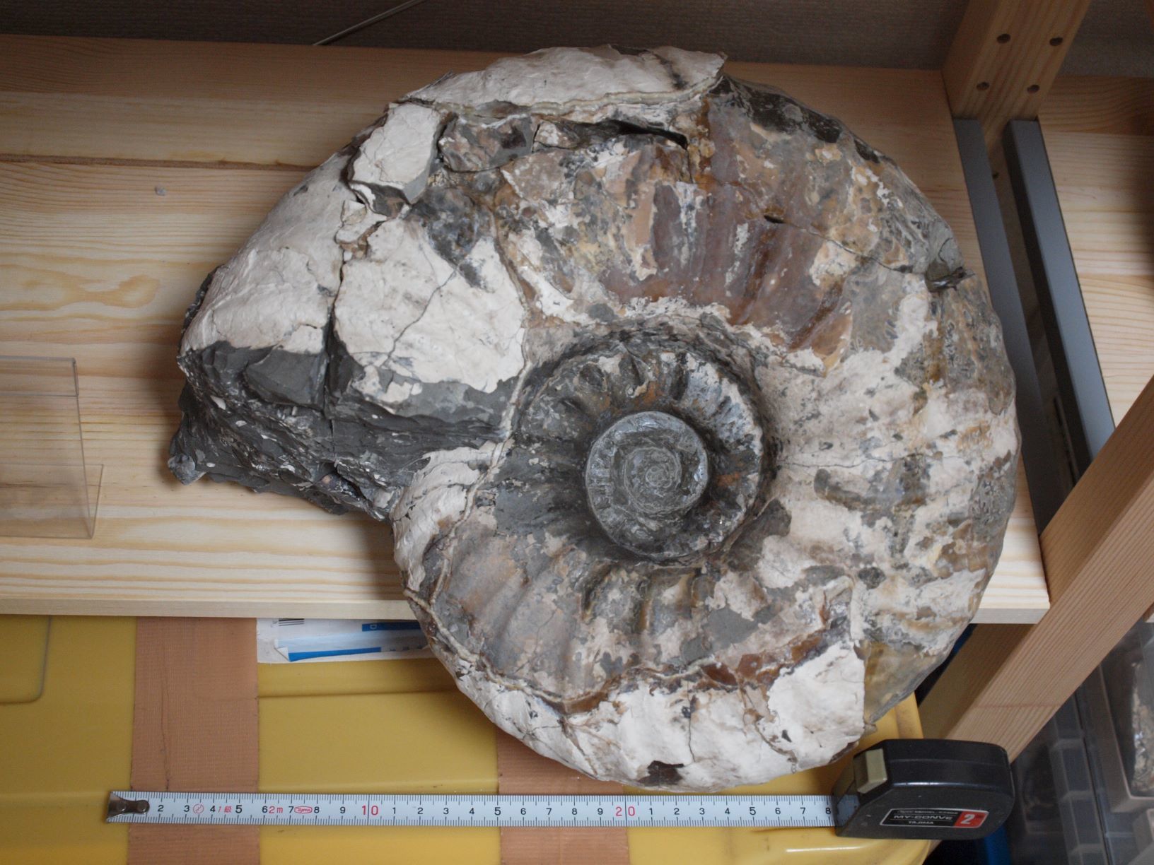 ユーパキディスカス ハラダイ（北海道中川町） - ニッポノポンの化石ブログ