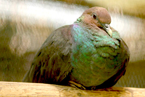 ☆カラスバト（アカガシラカラスバト）☆ - 動物ZOO感ごっこ