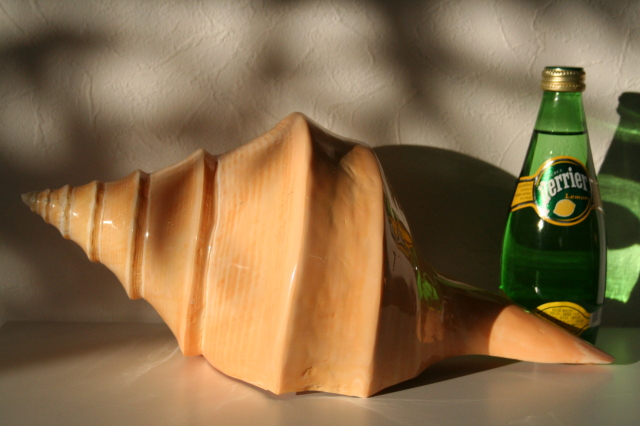 シェル再入荷】世界最大の巻貝『アラフラオオニシ』【天然の貝殻