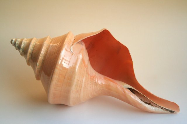 シェル再入荷】世界最大の巻貝『アラフラオオニシ』【天然の貝殻