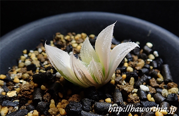 白狐伝 | 【空中庭園+HAWORTHIA.JP+】weblog