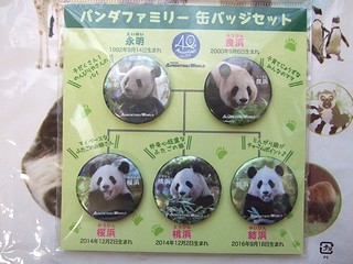 アドベンチャーワールドのパンダファミリー 缶バッジセット | おパンダ