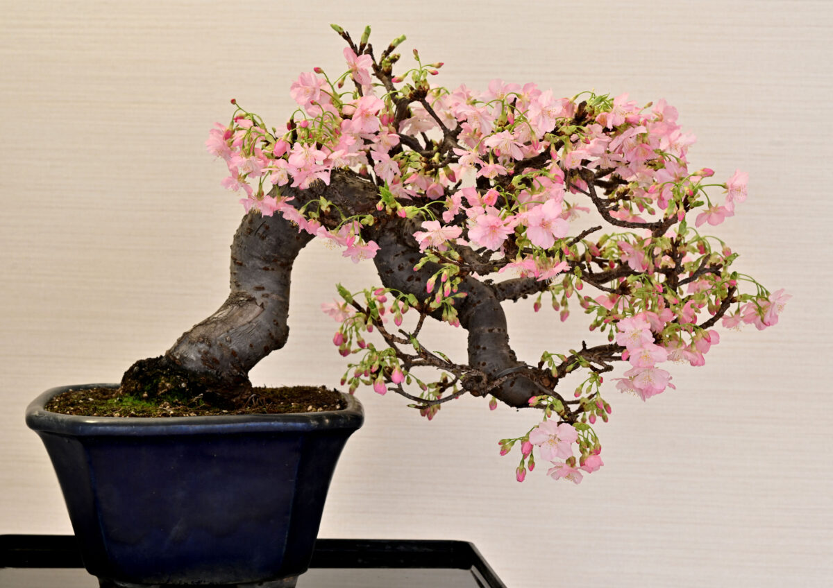 河津桜の盆栽 | グランクレールあざみ野 | グランクレール便り