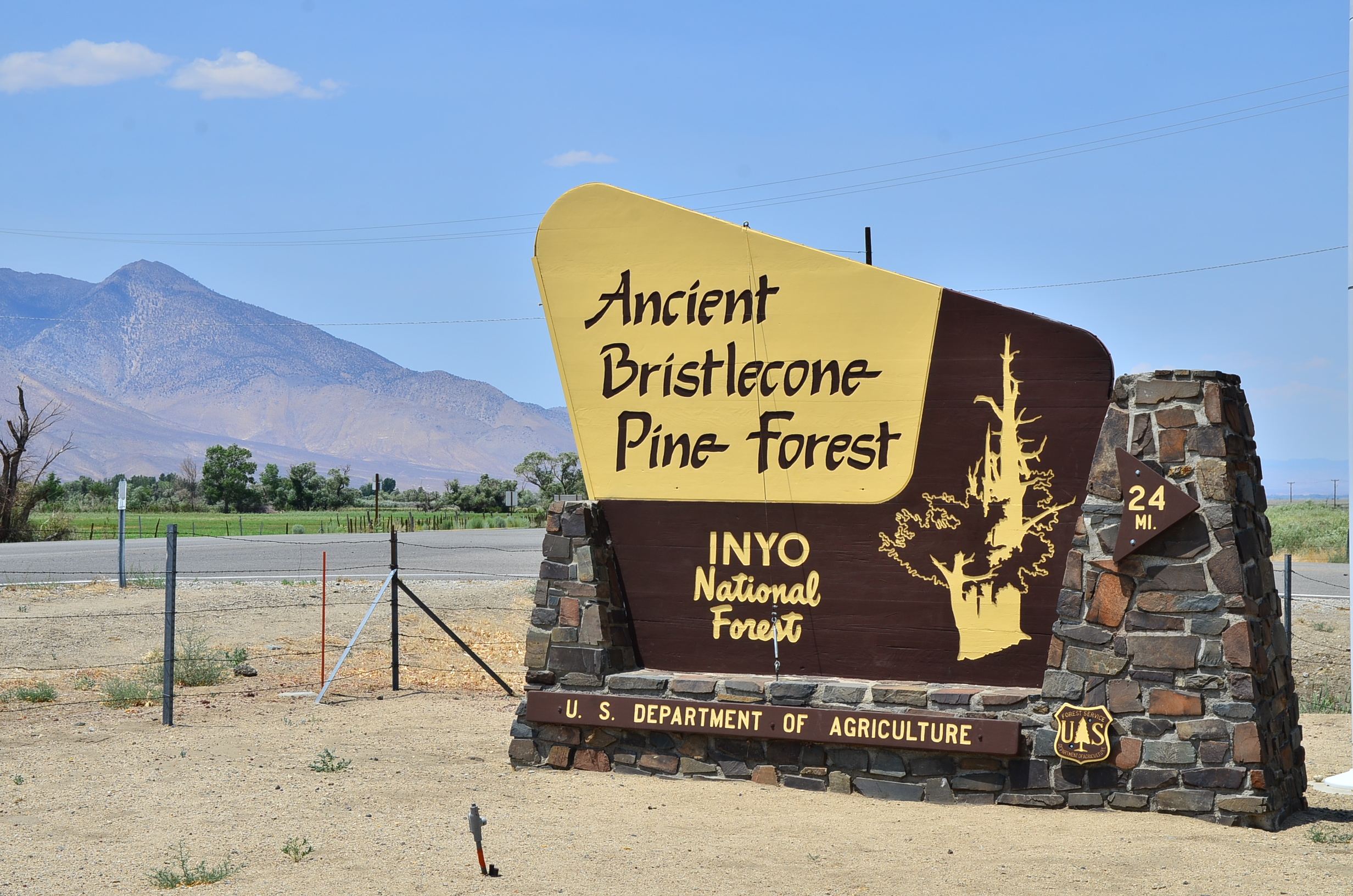 樹齢4,000年以上の老木が林立するエンシェント・ブリストルコーン