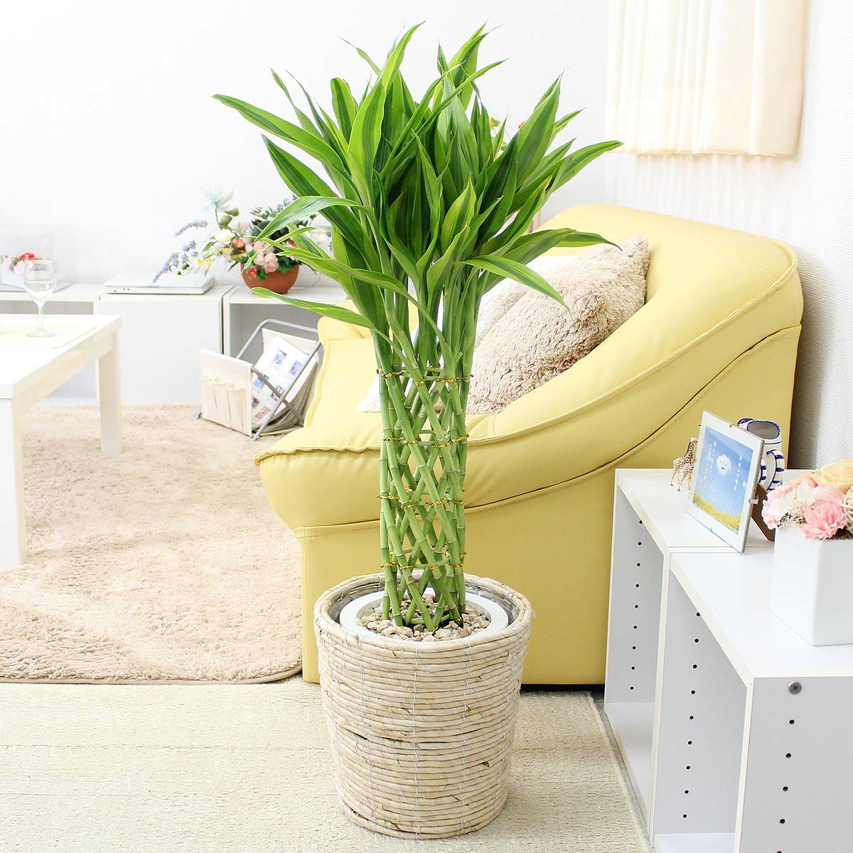 開運竹 ミリオンバンブー 通販 販売｜観葉植物のブルーミングスケープ