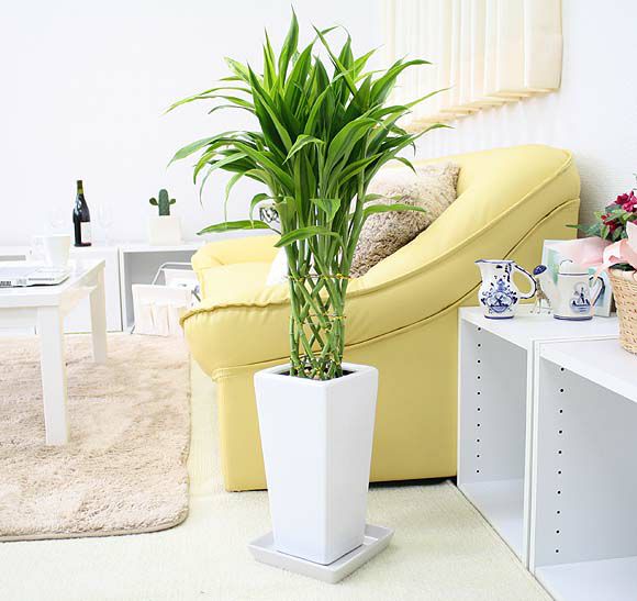 開運竹 ミリオンバンブー 通販 販売｜観葉植物のブルーミングスケープ