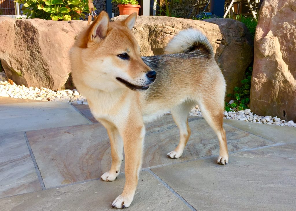 Unsere Shibas • Black Forest Wolves Shiba Kennel