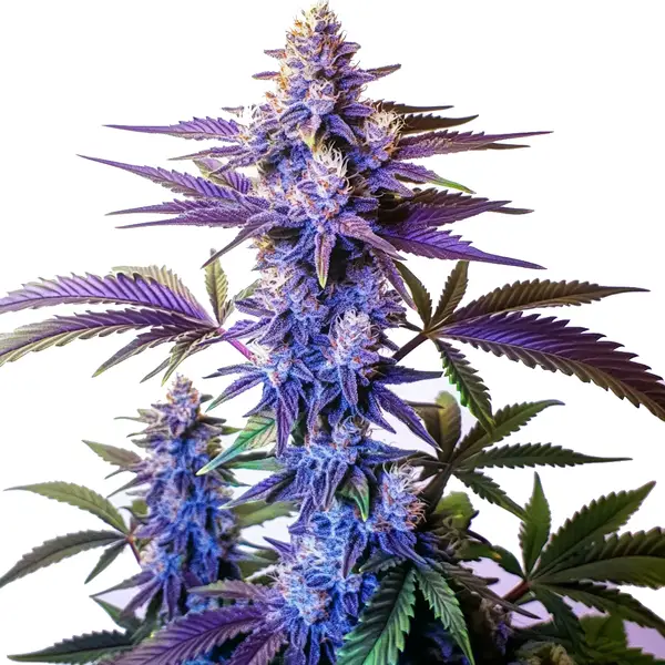 Grand Daddy Purple Schnellversion | 28% THC | Cannabis-Samen