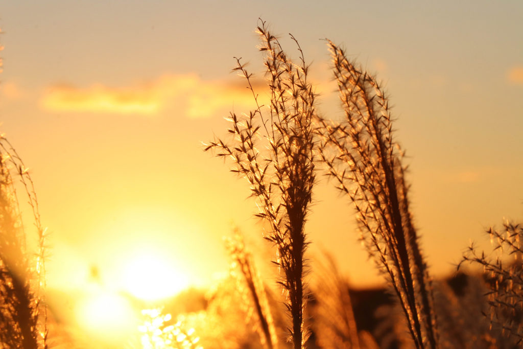 間もなく沈む夕日とすすき – フリー（無料）写真素材 ダウンロード