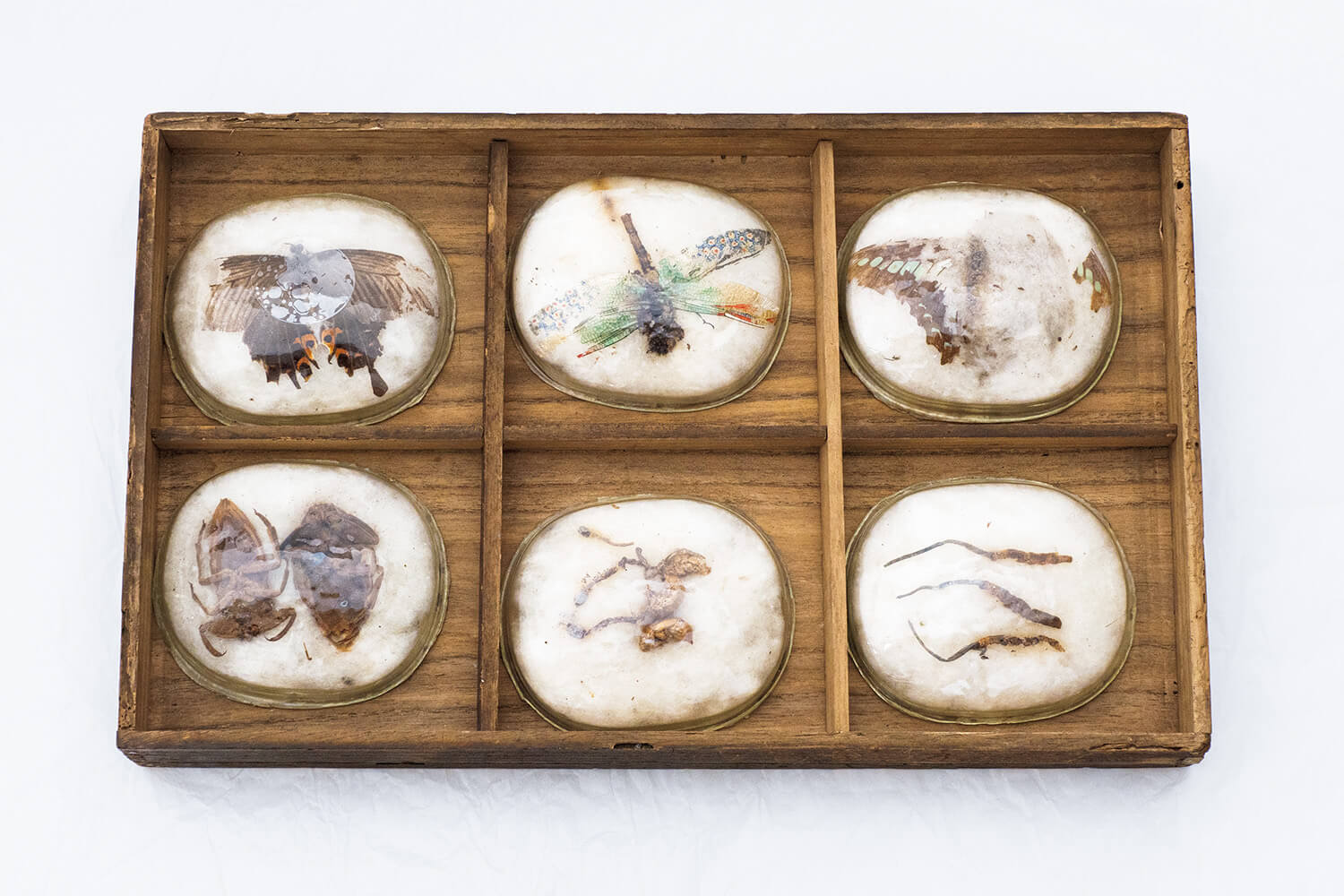 武蔵石寿が作った日本最古の昆虫標本。昆虫学者・矢後勝也博士が解説