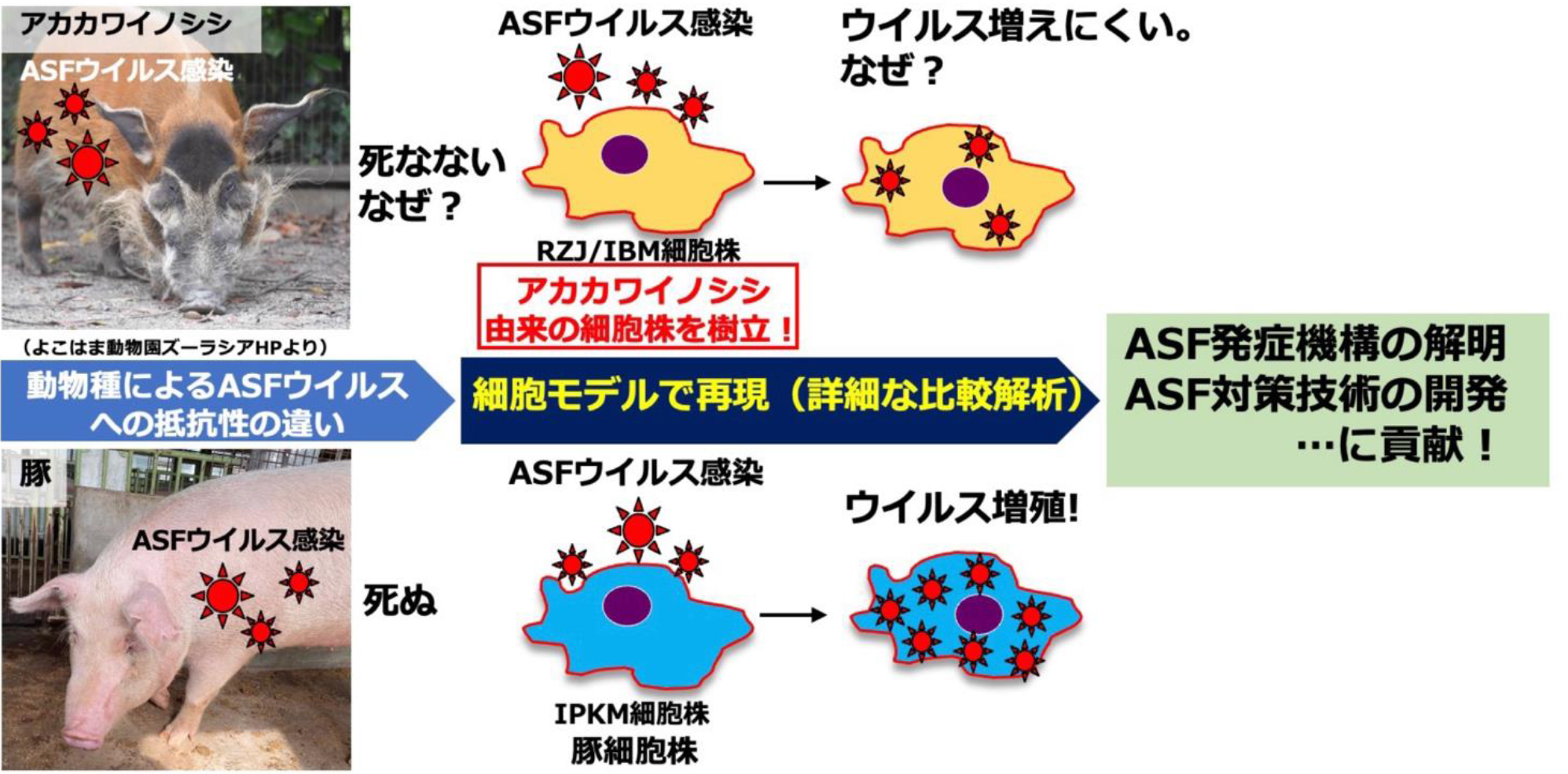 JVM NEWS 獣医学関連 学会・業界情報 - 文永堂出版