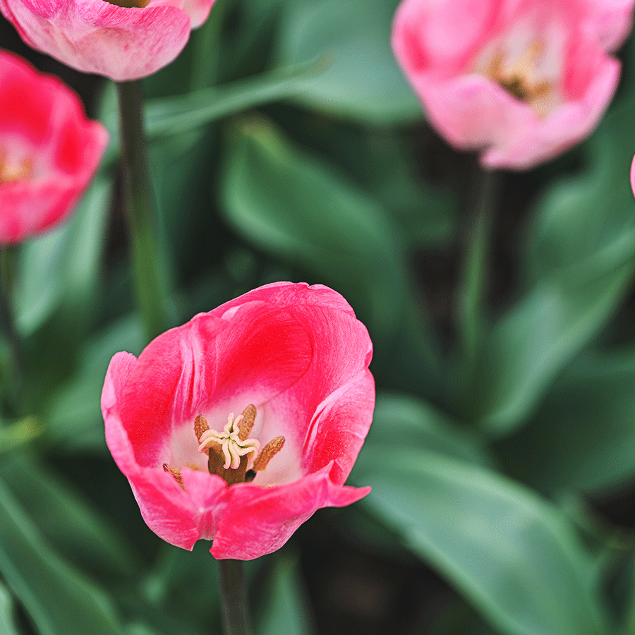 Tulip 'Ganders Rhapsody' | bulbbarn.com