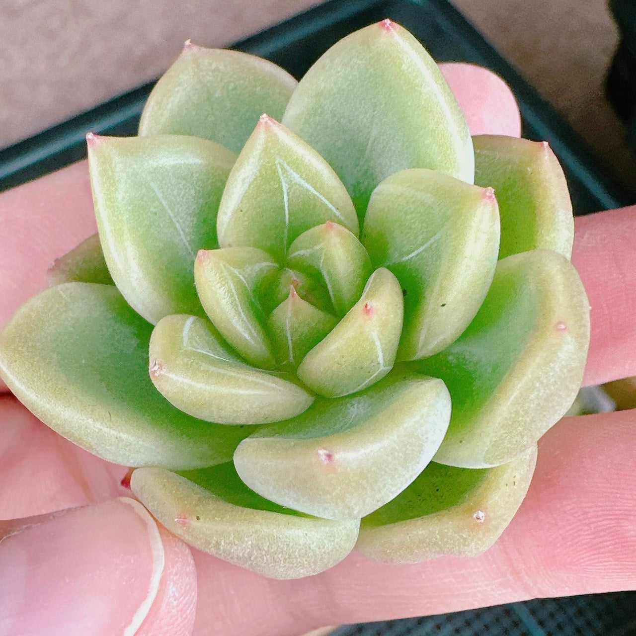 クリアスカイジェニー – Bull Succulent