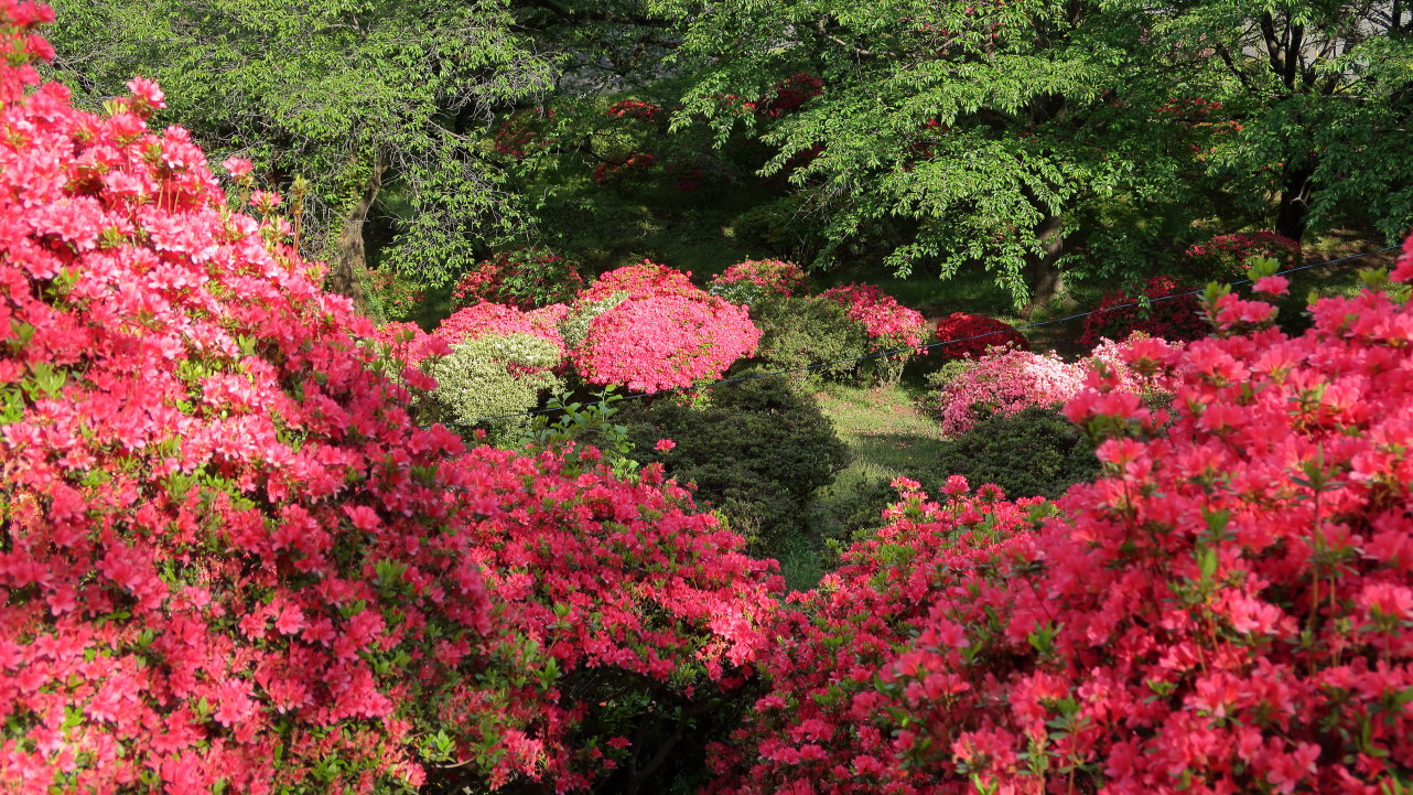 園内に2万株のツツジが咲く「春日公園（伊那市）」｜ぶらたび長野