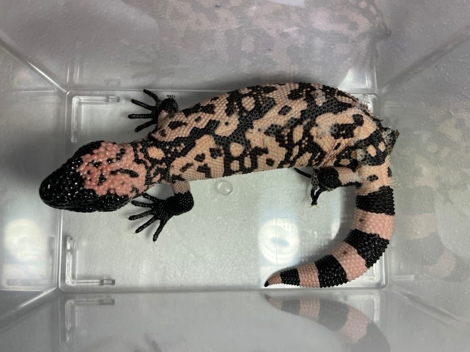 国内産のアメリカドクトカゲが入荷しました。※特定動物