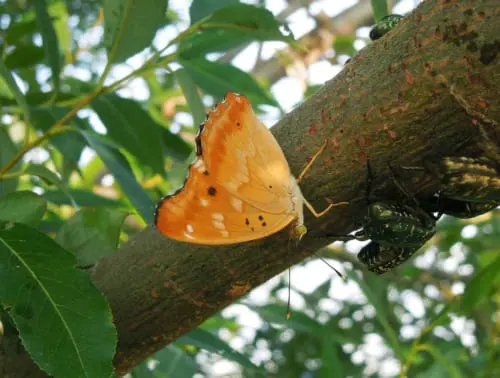 橙色系 | フォトページカテゴリー | 板橋で見られる蝶