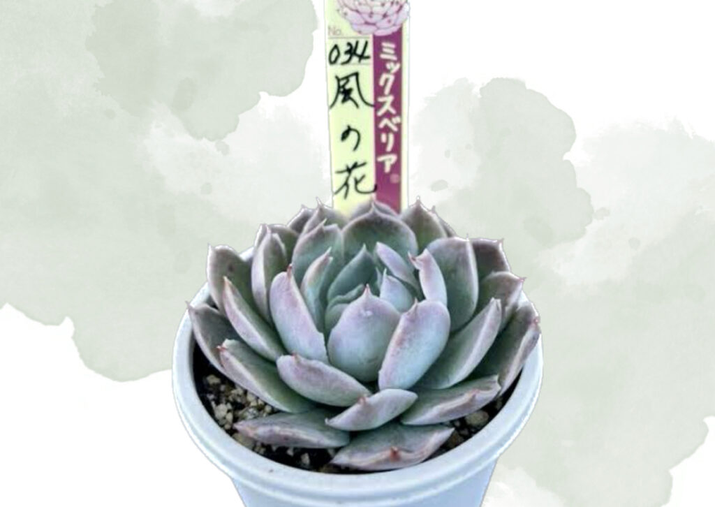 2026年2月最新】おらいさんのミックスベリア一覧【多肉植物】 | ぶっ