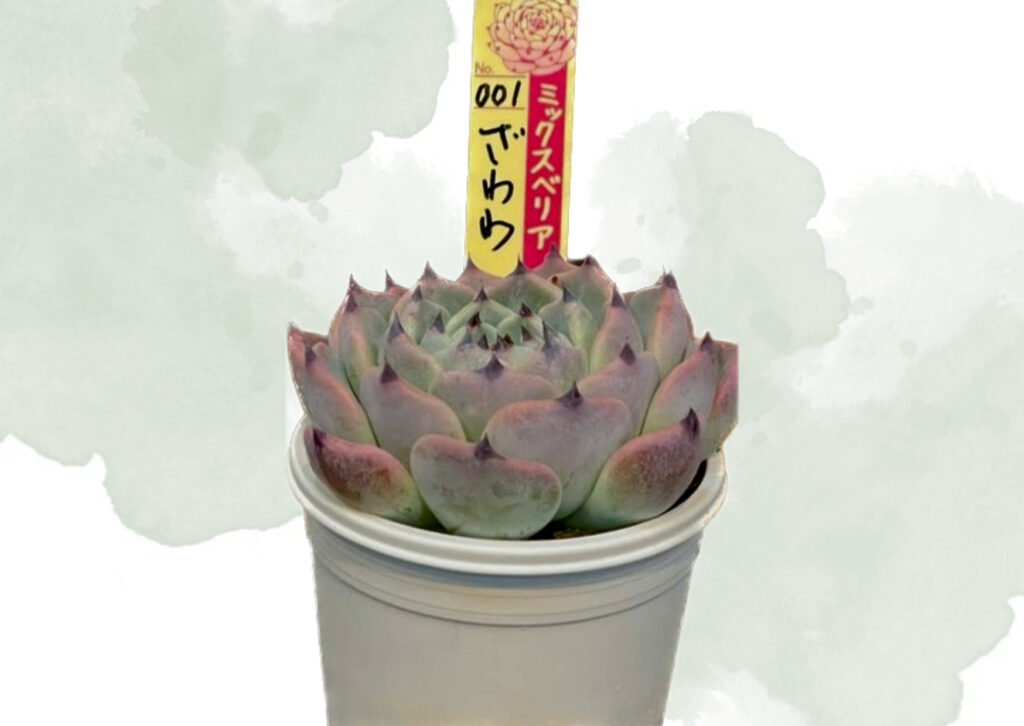 2026年2月最新】おらいさんのミックスベリア一覧【多肉植物】 | ぶっ