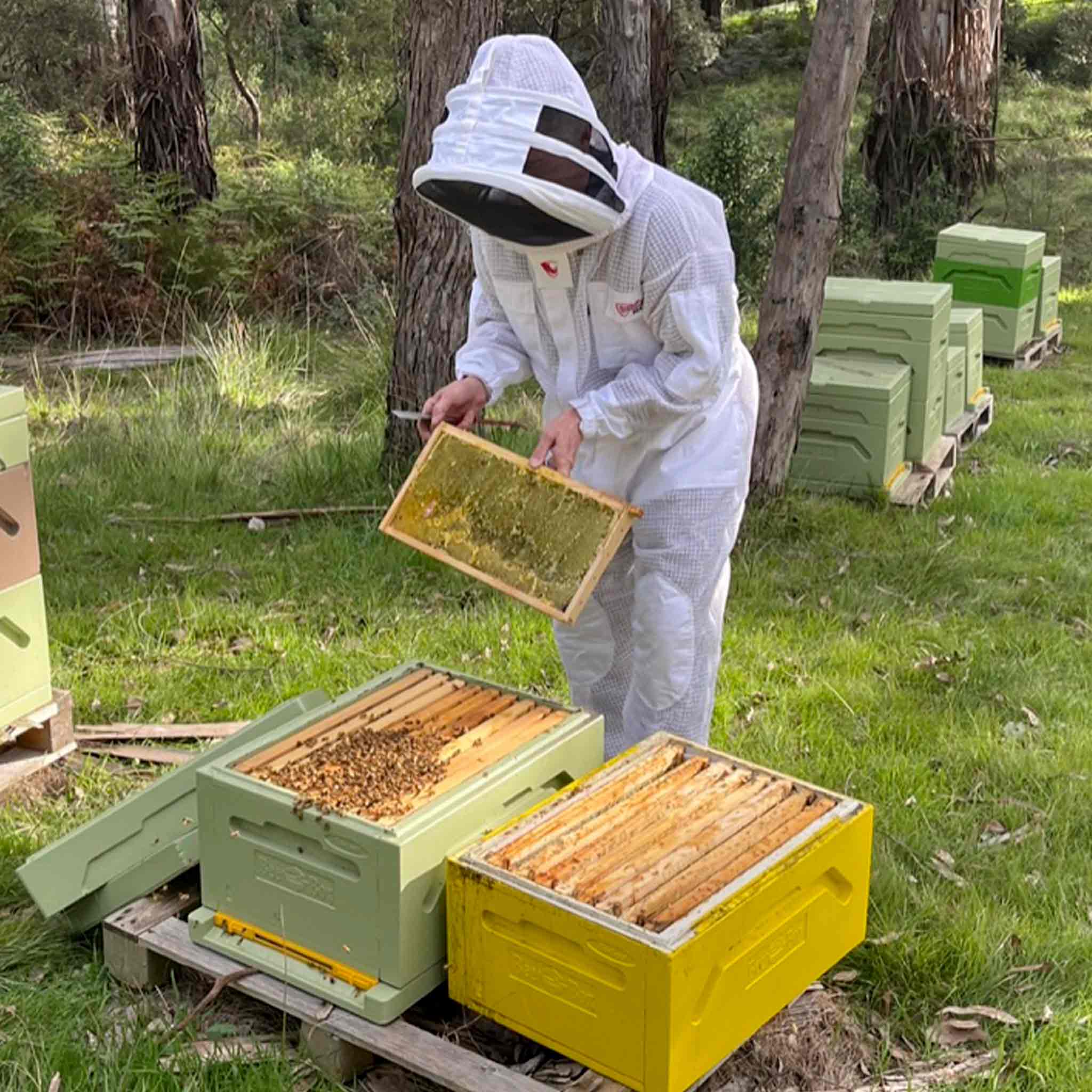 Paradise Honey Hives 9 Frame Kits – Buzzbee Beekeeping