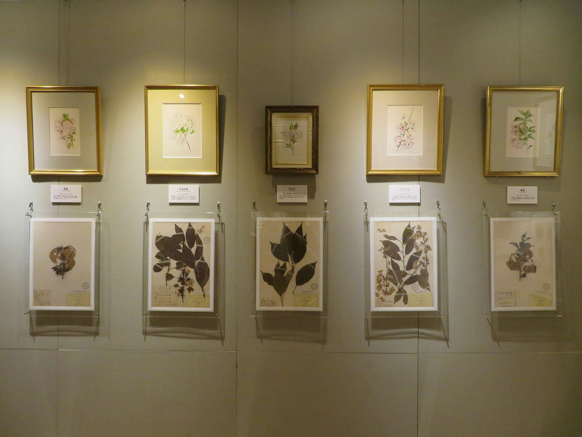 Museum from Home：国立科学博物館 企画展「ボタニカルアートで楽しむ