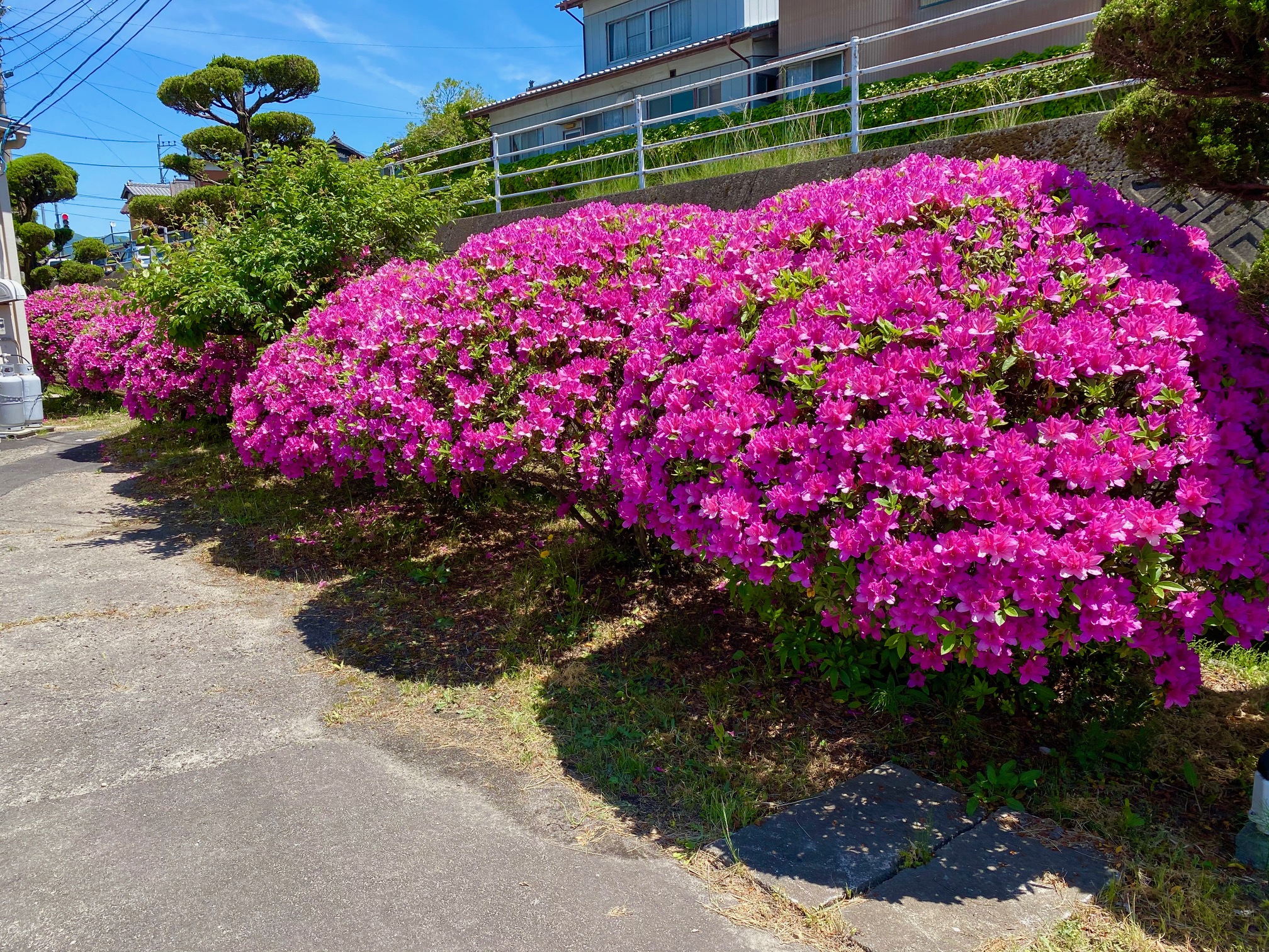 ツツジ（躑躅）の花が綺麗に咲きました！ - BX朝日建材株式会社 - 文化