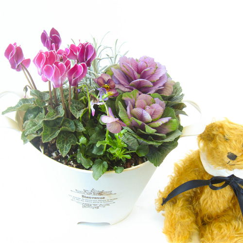 ガーデンシクラメンと葉牡丹とビオラ寄せ植え☆GWまで楽しめる