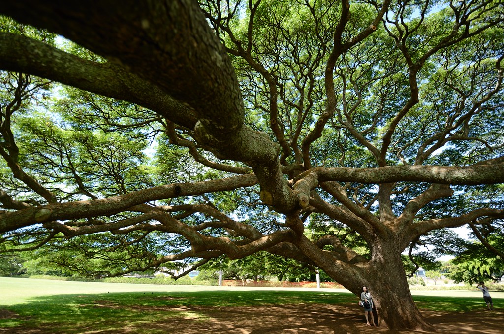 樹齢130年のモンキーポッド、モアナルア・ガーデンズパーク - ハワイプレス