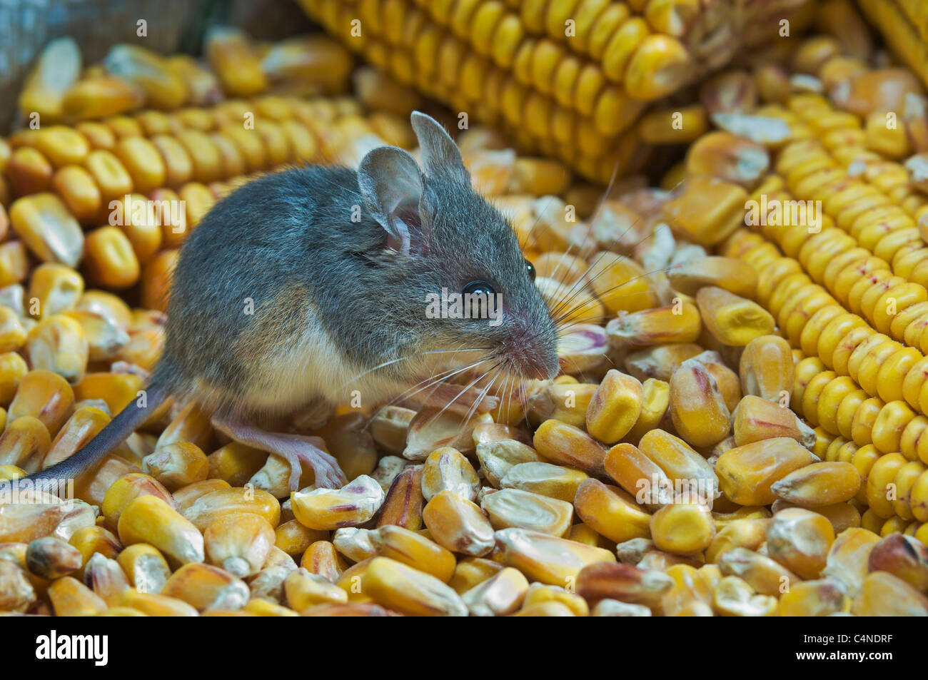 Mouse eating corn hi-res stock photography and images - Alamy